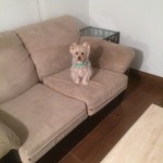 Schaumburg-Sofa-Pet-Stain-Cleaning